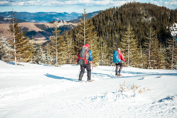 Zwei Bergsteiger in Schneeschuhen sind im Winter in den Bergen gegen Tannenbäume geklettert, zwei Männer mit Rucksäcken. Ein Bergsteiger mit Trekkingstöcken geht durch den Schnee. Klettern im Winter. - Foto, Bild