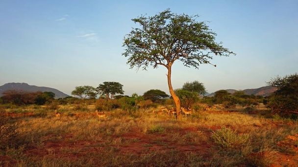 impala divoce žijících v savaně keňský národní park - Fotografie, Obrázek