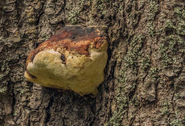 Polyporus mushroom on tree in west Bohemia in summer nice day - Photo, Image