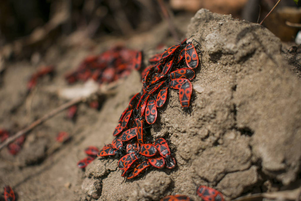 πολλή bedbugs εσωτερικη - Φωτογραφία, εικόνα