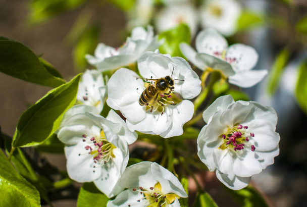L'ape raccoglie il polline dai fiori - Foto, immagini