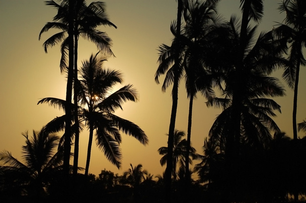 Flüsternde Palmen - Foto, Bild