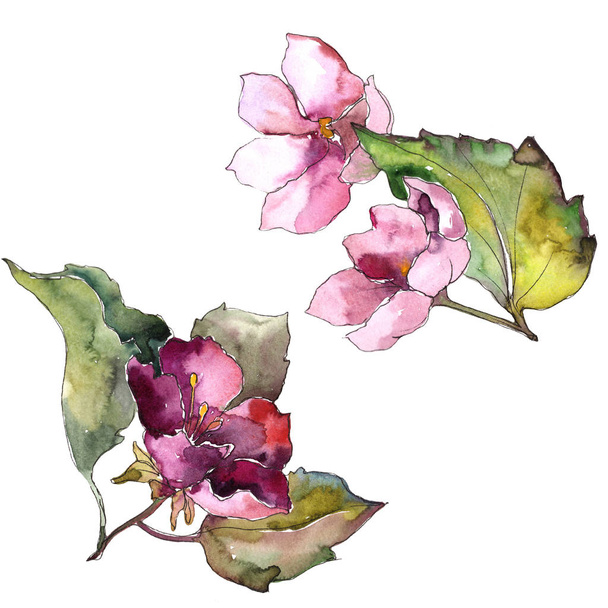 Gardenia színes virágok. Virágos botanikai virág. Elszigetelt ábra elemet. A háttér textúra, burkoló minta, keret vagy határ Aquarelle vadvirág. - Fotó, kép