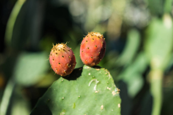 cactus opuntia ficus indica succulent close up.
 - Фото, изображение