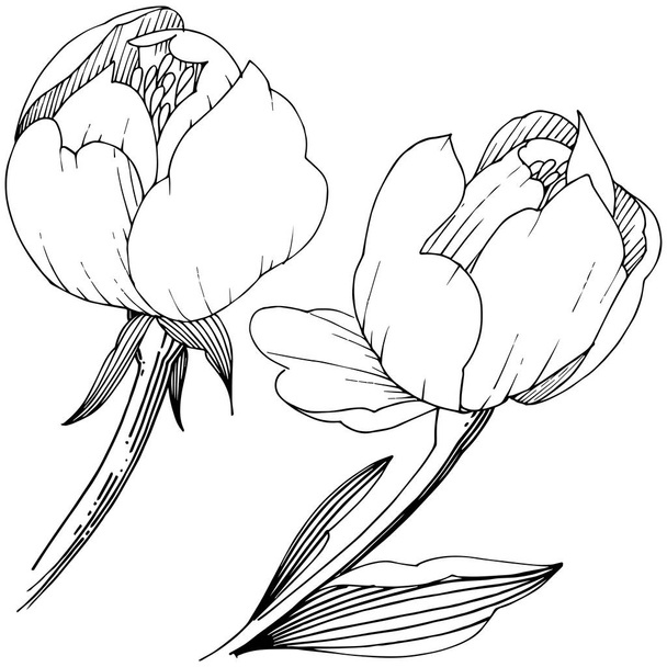 Півонія дикої квітки в векторному стилі ізольована. Повна назва рослини: півонія. Векторна квітка для тла, текстури, візерунка обгортки, рамки або рамки
. - Вектор, зображення