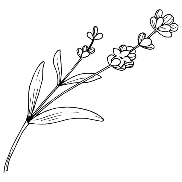 Virág levendula elszigetelt vektor stílusban. A növény neve: levendula. Vektor virág a háttér textúra, burkoló minta, keret vagy határ. - Vektor, kép