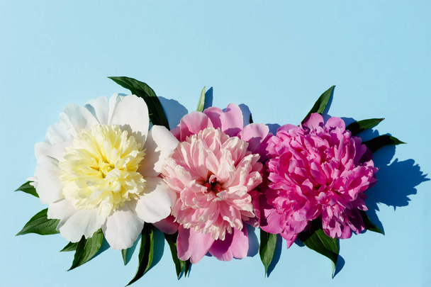 Three peony flowers cream, pink, purple, with leaves on a bright blue background close-up with hard light, space to copy - Foto, immagini