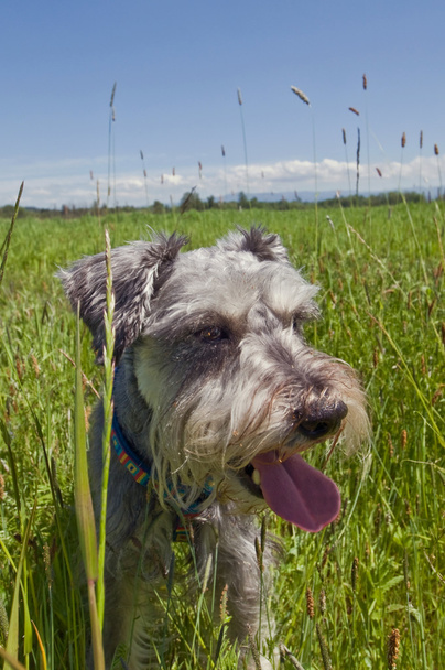 Miniatura schnauzer perro jadeando en un prado herboso
 - Foto, imagen