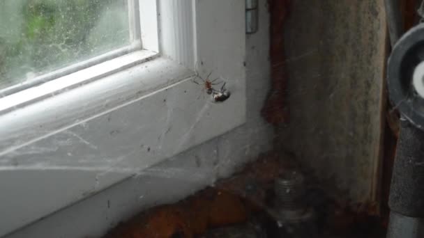 Pavouk a moucha na webu - Záběry, video