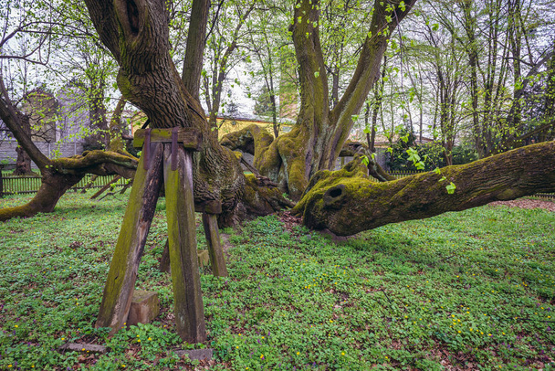 Árvore de lima de 900 anos em jardins do Castelo de Bzenec na região de Morávia da República Checa
 - Foto, Imagem