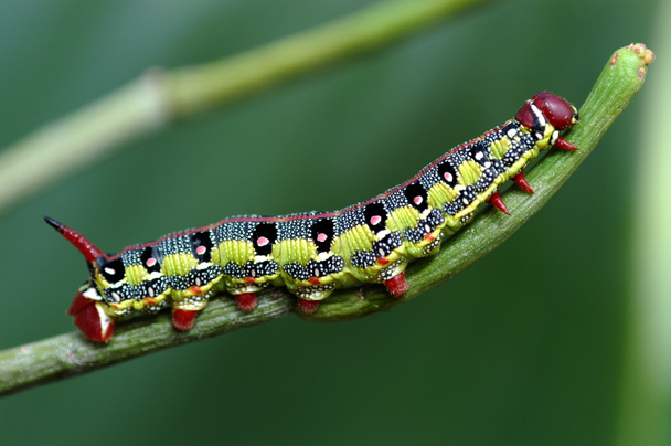 Macro caterpillar - Photo, Image