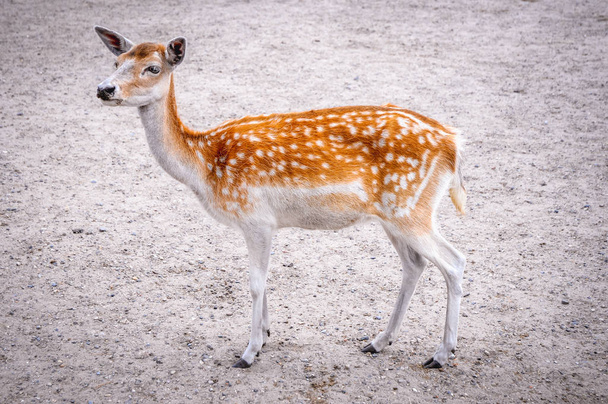 Female of Dama dama - Fallow deer - Photo, Image