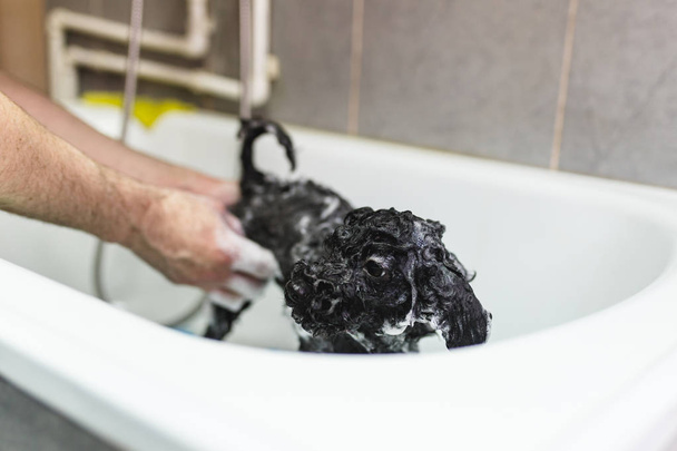Poodle em miniatura preta no salão de aliciamento ter banho
 - Foto, Imagem