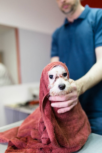 Banyoda salon damat adlı Malta köpeği.  - Fotoğraf, Görsel