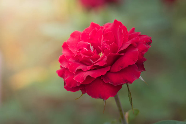 Roses dans le jardin, Les roses sont belles avec une belle journée ensoleillée. - Photo, image