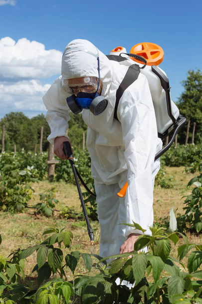 Landbouw ongediertebestrijding - werknemer in beschermende werkkleding in onkruidbestrijding en spuiten van ambrosia op veld.  - Foto, afbeelding