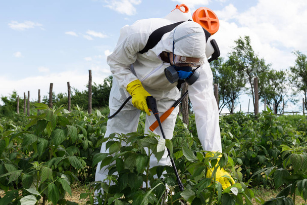 Landbouw ongediertebestrijding - werknemer in beschermende werkkleding in onkruidbestrijding en spuiten van ambrosia op veld.  - Foto, afbeelding