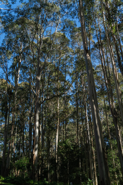 Levant les yeux dans la forêt tropicale sur le mont Tamborine, Queensland Australie
 - Photo, image