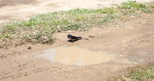 ingoiare uccelli prendendo fango dal pavimento per costruire e costruire nido
  - Filmati, video