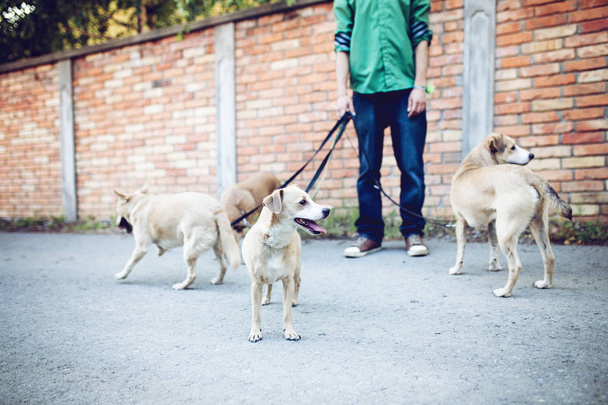 Dog walker with dogs enjoying in walk. - Photo, Image