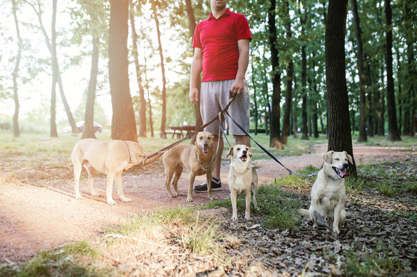 Dog walker with dogs enjoying in walk. - Foto, imagen