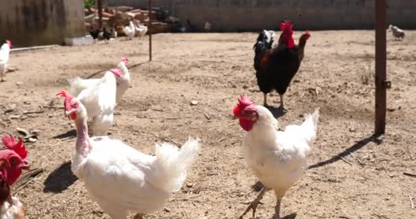 close up chickens and hens on farm behind fence  - Footage, Video