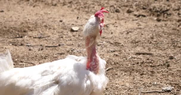 Detailní záběr kuřat a slepic na farmě za plotem  - Záběry, video
