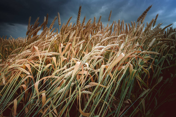 Harvest of bread, field of ripe wheat, against the dark sky. Toned photo, selective focus. - Foto, Bild