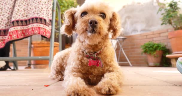 happy pet dog caniche poodle looking at camera and falling asleep, nice beautiful pet relaxing - Footage, Video