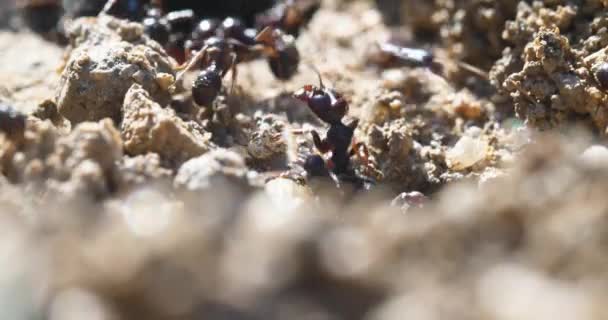 makro mravenci a hnízdo kolonie  - Záběry, video