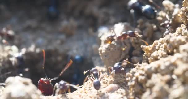 makro mravenci a hnízdo kolonie  - Záběry, video