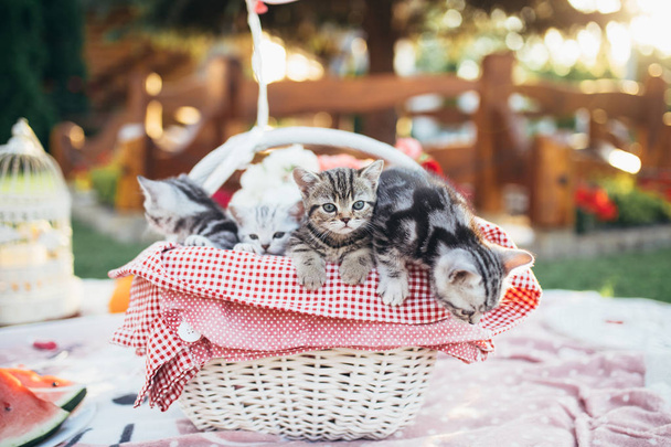 Милые маленькие британские короткие котята в белой корзине для пикника
.  - Фото, изображение