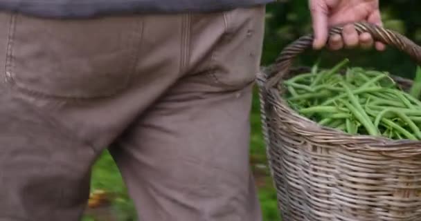 Rolnik do zbioru zielonej fasoli - dojrzałe organicznych warzyw - Materiał filmowy, wideo