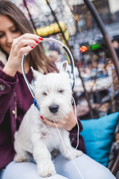 Adorable westie puppy listening to music with it's owner in cafeteria. - Photo, Image