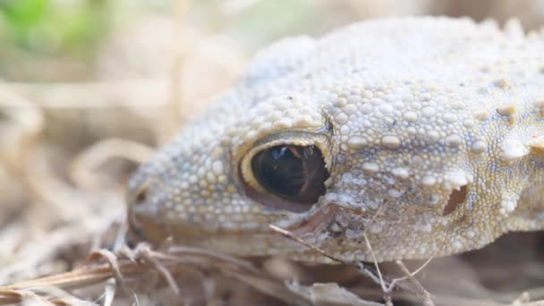 close up on lizard head close up - Footage, Video
