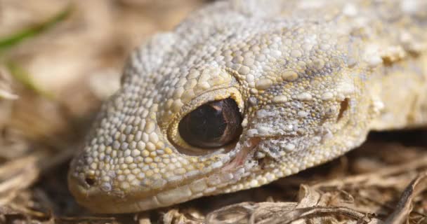 close up on lizard head close up - Footage, Video