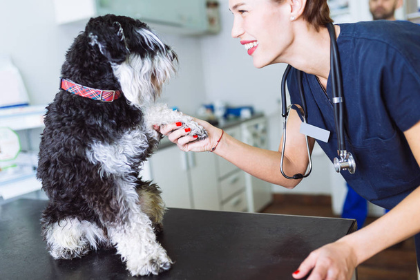 Happy veterinarian and miniature schnauzer. - Photo, Image