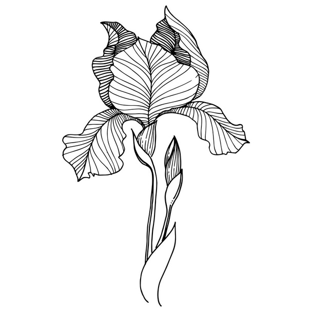 Iris květiny ve stylu vektor, samostatný. Celé jméno rostliny: kosatce. Vector květina pro pozadí, textura, souhrnný vzorek, rám nebo hranice. - Vektor, obrázek