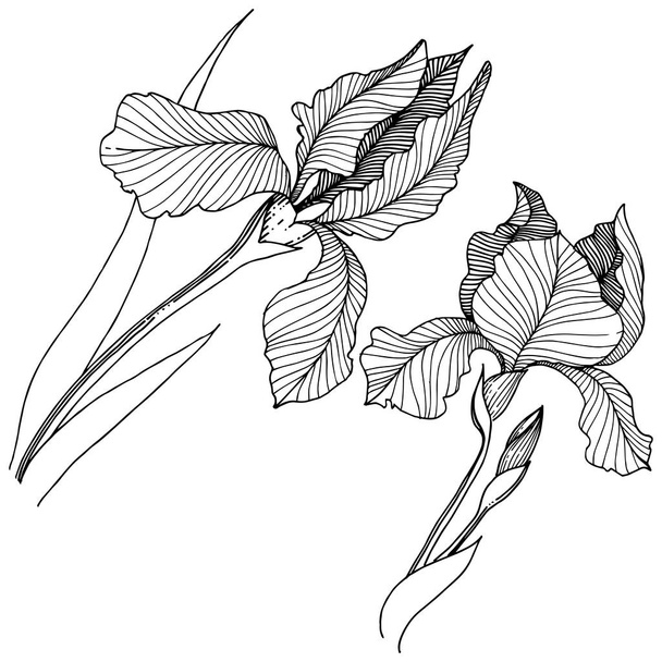 Irisz elszigetelt vektor stílusban. A növény neve: íriszek. Vektor virág a háttér textúra, burkoló minta, keret vagy határ. - Vektor, kép