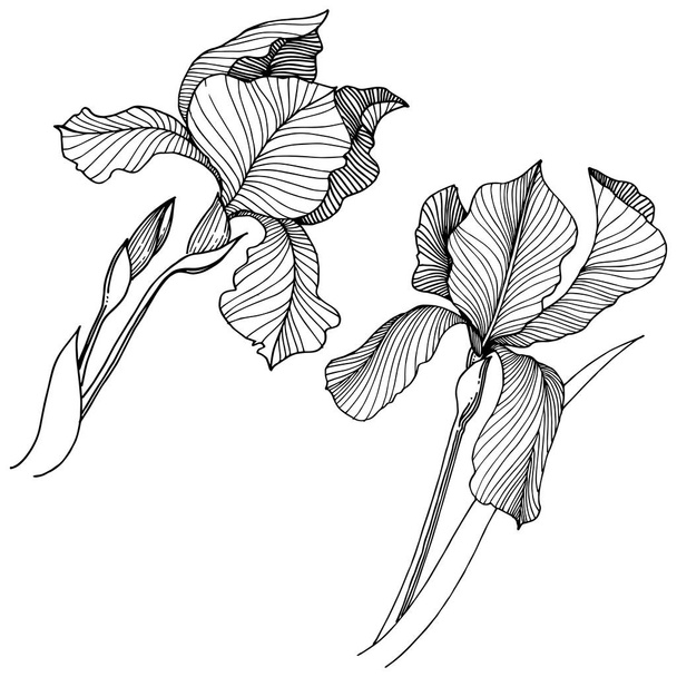 Irise virág elszigetelt vektor stílusban. A növény neve: íriszek. Vektor virág a háttér textúra, burkoló minta, keret vagy határ. - Vektor, kép
