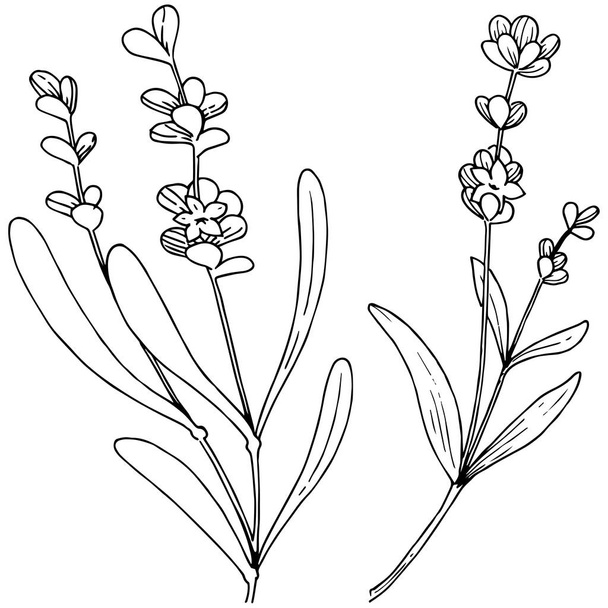 Λουλουδιών λεβάντας σε ένα στυλ διάνυσμα απομονωμένη. Πλήρης ονομασία του φυτού: λεβάντα. Διάνυσμα λουλούδι για φόντο, υφή, μοτίβο περιτύλιγμα, πλαίσιο ή στα σύνορα. - Διάνυσμα, εικόνα