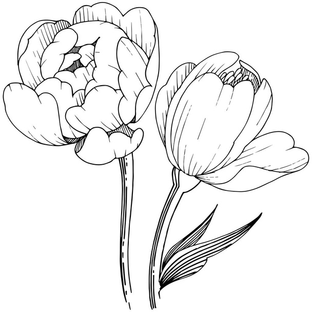 Wildblumen-Pfingstrose im Vektorstil isoliert. voller Name der Pflanze: Pfingstrose. Vektorblume für Hintergrund, Textur, Wrappermuster, Rahmen oder Rahmen. - Vektor, Bild
