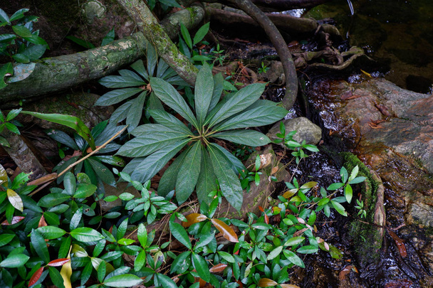 Baumwurzeln und üppiges Laub im Regenwald - Foto, Bild