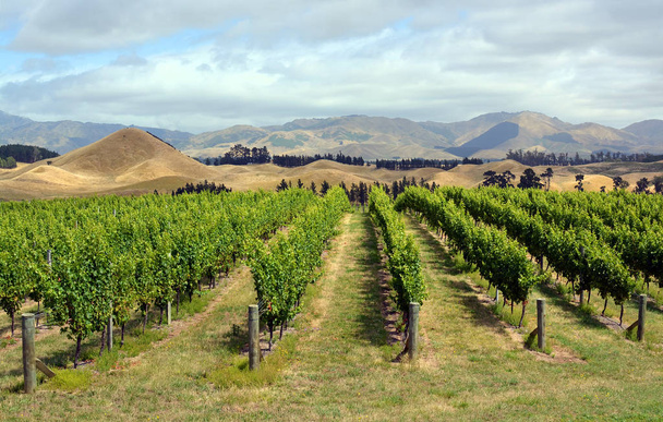 Marlborough Vineyard a metà estate, Nuova Zelanda. Sauvignon Blanc viti in primo piano
. - Foto, immagini