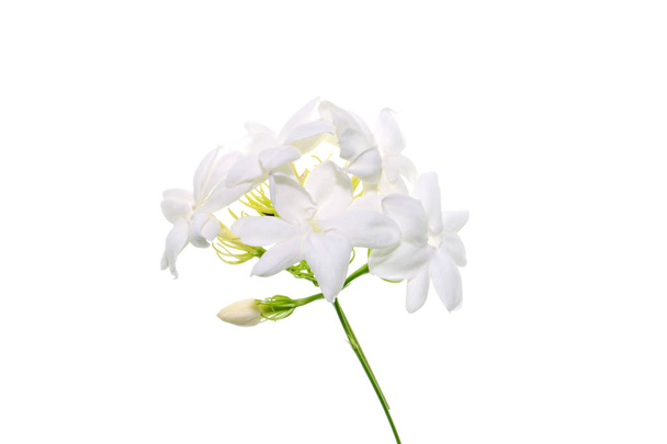 Close up of white jasmine flower isolate on white background. - Photo, Image