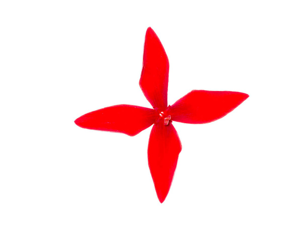 Zbliżenie na błyszczący Ixora kwiat na białym tle (Ixora Lobbii głośno) - Zdjęcie, obraz