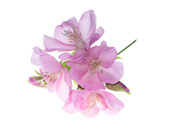 Közelről rózsaszín Dombeya virág, fehér háttér. - Fotó, kép