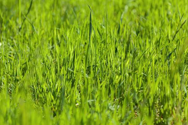Close view of green fresh grass background - 写真・画像