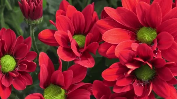 Flores, flores de crisantemo en el jardín
 - Imágenes, Vídeo