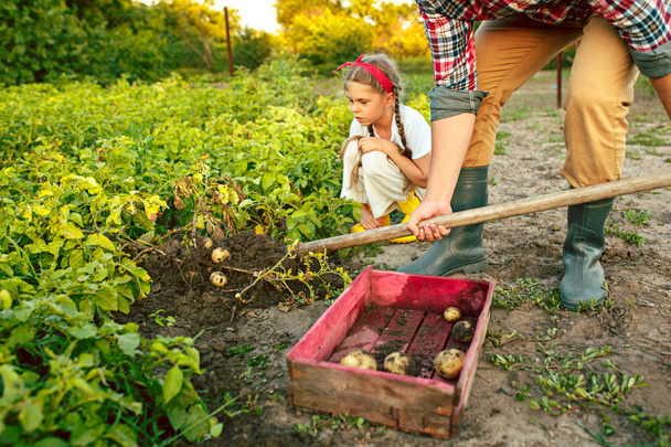 農業、園芸、農業、人コンセプト - 若い男が庭や農場でジャガイモ植え - 写真・画像